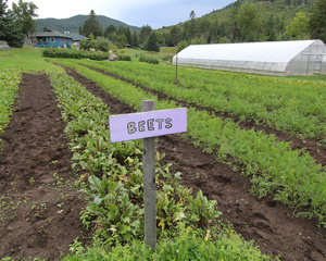 Best Beets 		Lake Placid NY, USA 2014