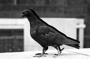 Avian Sense of the Way - Duet