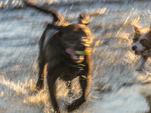 Untitled from the series DOG PARK
