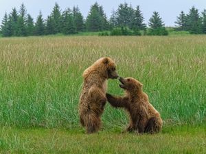 Bears Discussion