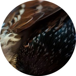 Coverts