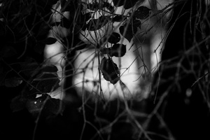 Fade Out