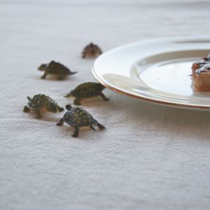 Domestic Turtles © Doris Mitsch