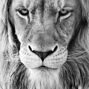 Panthers leo.