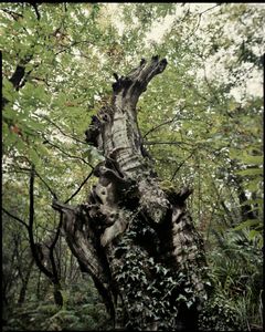 Identity tree (2016)