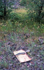Briefcase in Trees