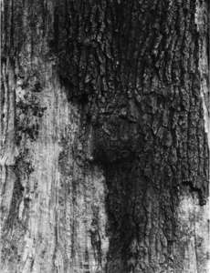 Tree Texture, Maulden Wood
