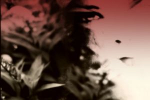 Petals 6