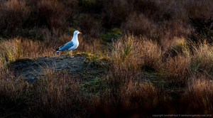 Gull