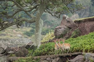 Island of Heaven 3:  Encounter