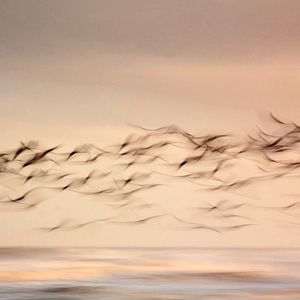 Taking Flight © Lee White