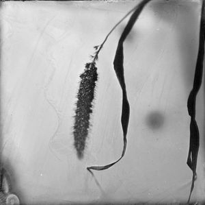 Millet