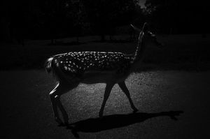 I walk in the shadows so others may see the light_No.10