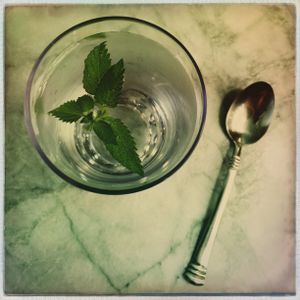 Fresh Mint