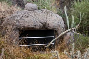 Curious Cactus, Biosphere 2