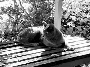Stray Cats_35