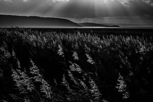 Light Through the Reeds