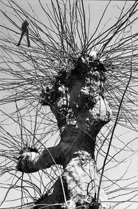 I had a dream and I talked with a tree