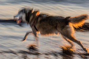 Untitled from the series DOG PARK