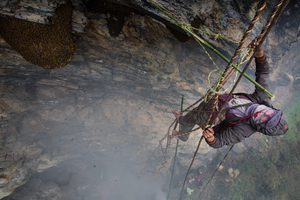 SWEET GOLD - The honey hunters of Nepal