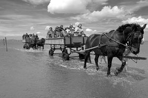 Horse-drawn carriage
