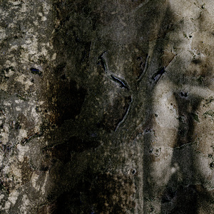 The Natural order-15