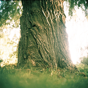 Tree #9 from Willow Series