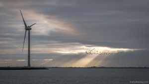 migratory birds