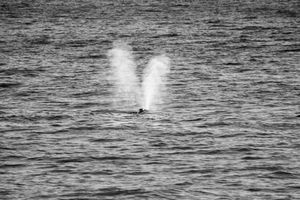 Whale BYN