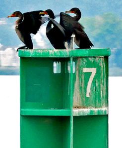 Cormorants waiting for a sushi breakfast, Hudson River