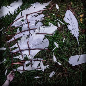 Fallen © Amber Hall