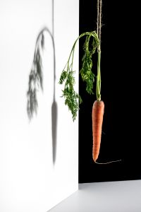 Daucus carota
