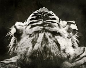 Tiger Head