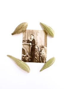 Botanical illustrator