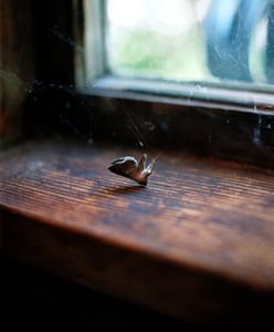 In The Web