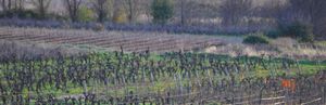 Vines  in Autumn