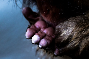 Snow Monkey-06