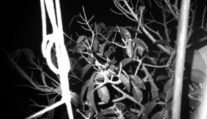 The Nocturnal Forms of Tseung Kwan O Industrial Estate 02
