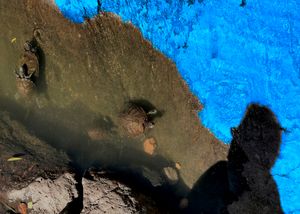 My kind of Blue - Turtle blues