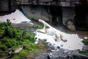 CAPTIVITY