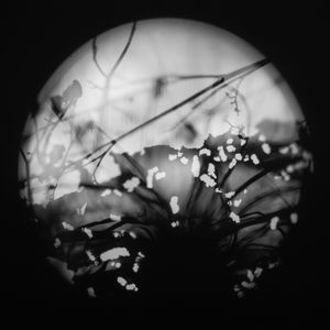 Blosme