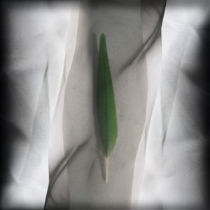 Shroud © Amber Hall