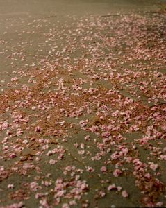 Fallen Blossom