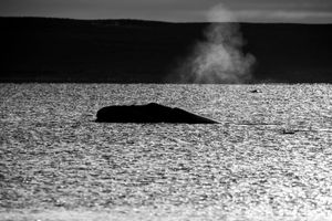 Whale BYN