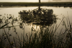 Sunrise Fog at the Chalmette Battlefield, January 21, 2016