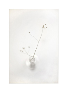 Botanical