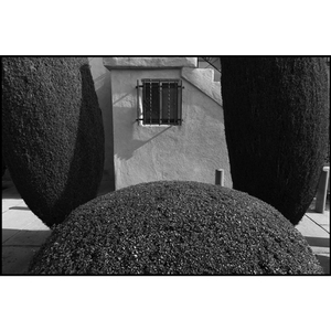 'The Secret Life of Plants' 2018⁠