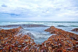 Seaweed