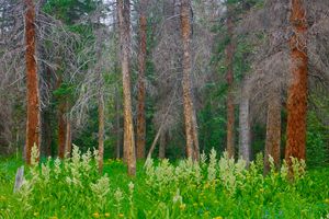 Huerfano River Canyon, Sangre de Cristo Wilderness, CO