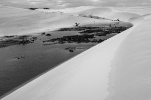 Dead Forest at Lençois Maranhenses National Park